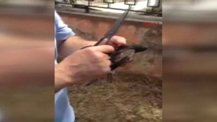 Denizli İplere Dolanan Kuşu İtfaiye Kurtardı-bunu Al