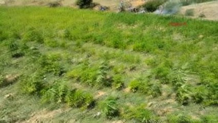 Bingöl'de 76 Bin Kök Hint Keneviri Ele Geçirildi