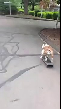 Ce chien sur un skateboard se sauve d'un crash ! Bien joué Tony hawk !