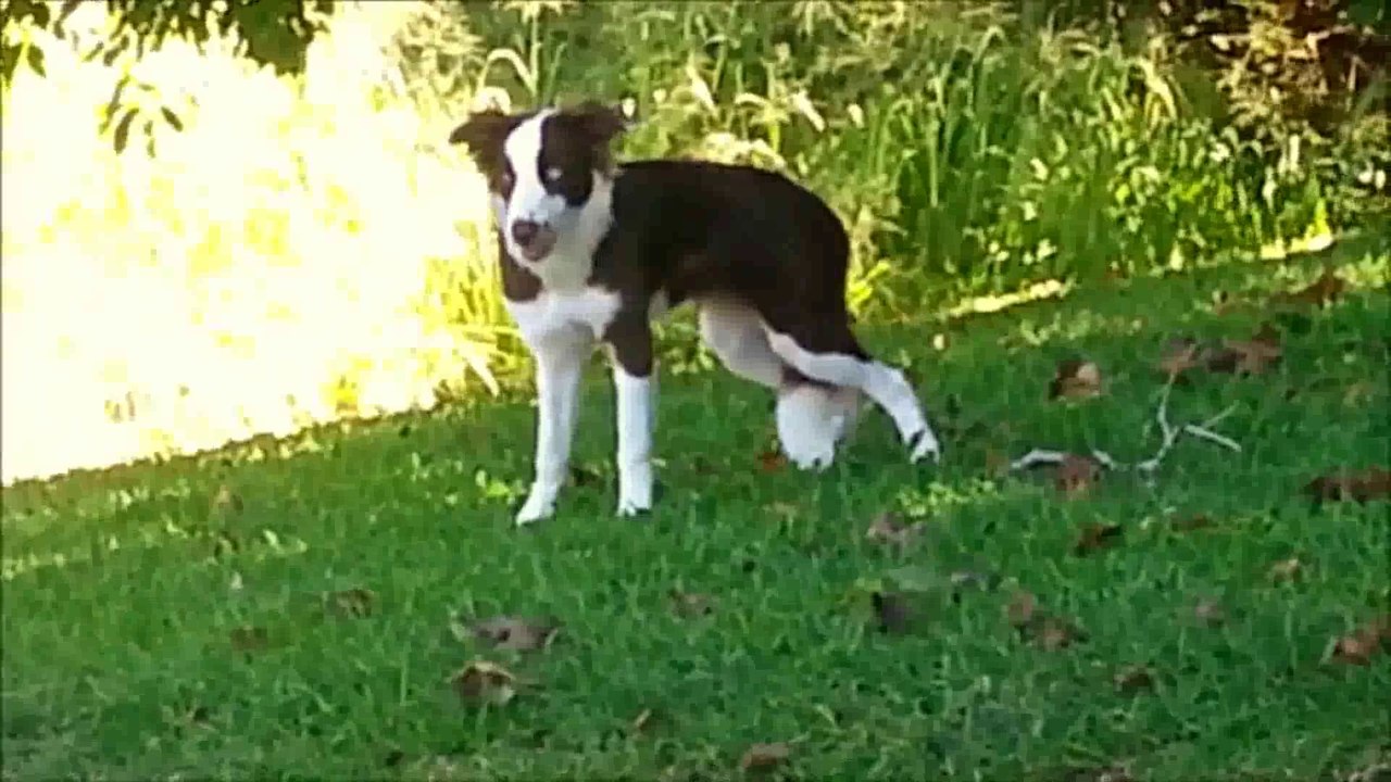 Ce chien a bouffé des champignons hallucinogènes haha
