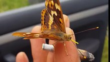 Papillon fumeur