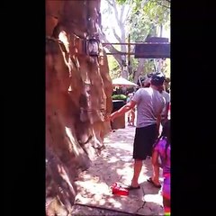 Un homme héroïque sauve des canetons chutant d'un rebord de 10 mètres