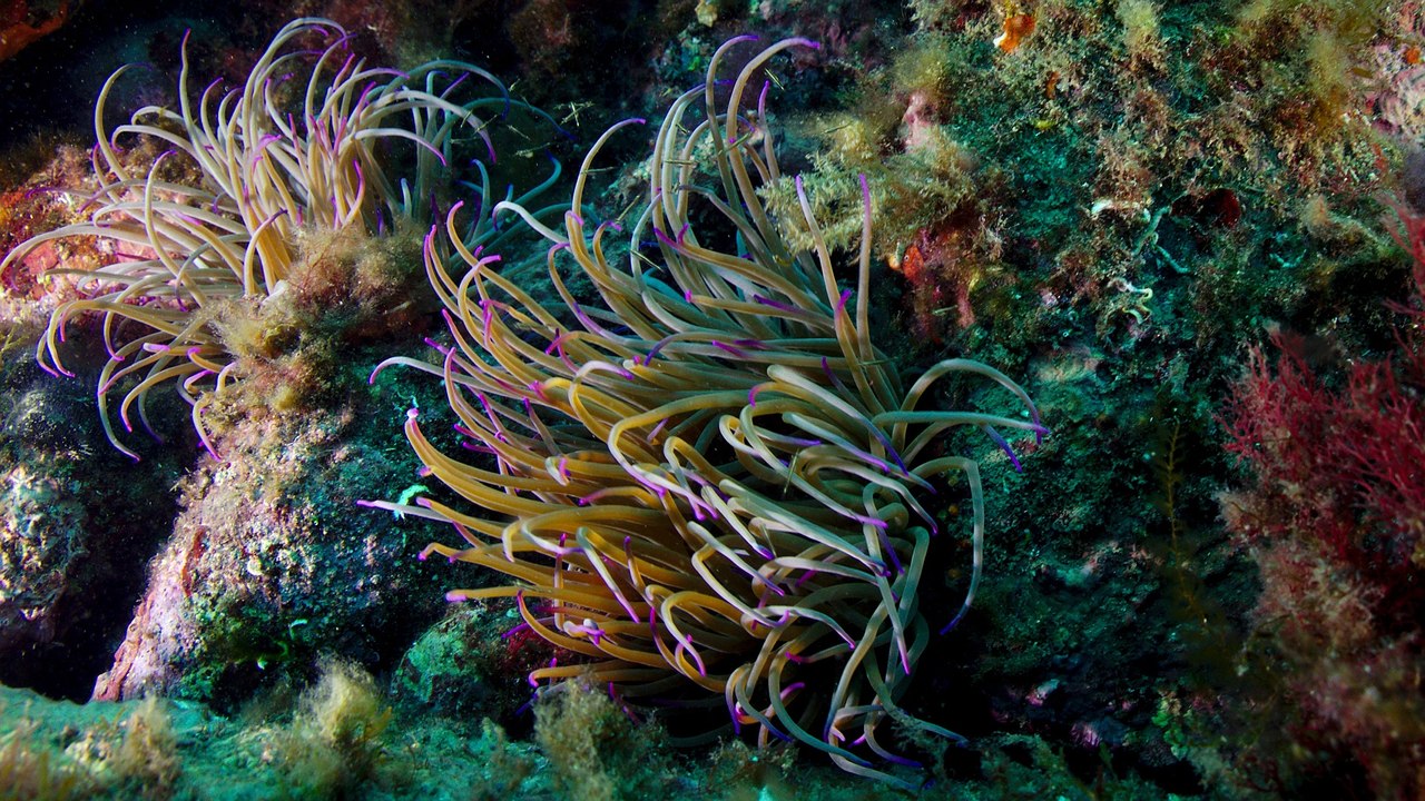 Sortie club SAGC Plongée - mai 2016 - El port de la Selva