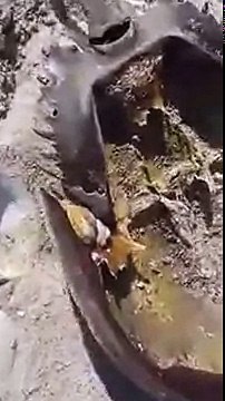 Latest discovey of very strange fishes by Max-BIGGEST Animal EVER Recorded in the Ocean Depths?