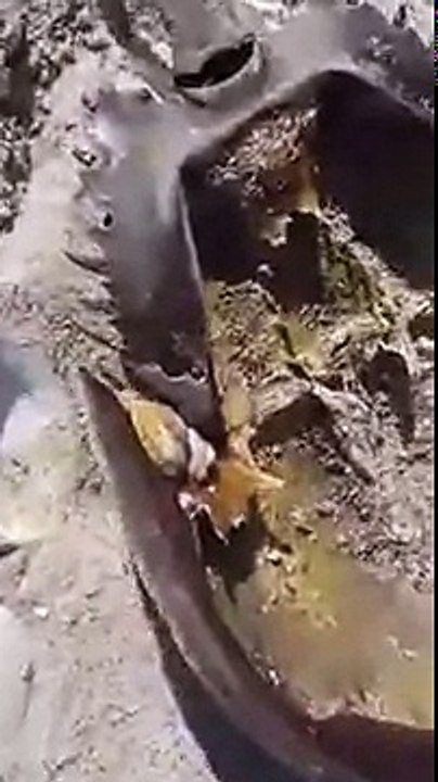 Latest discovey of very strange fishes by Max-BIGGEST Animal EVER Recorded in the Ocean Depths?