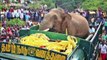 'Rogue' elephant collapses and dies after being captured and relocated