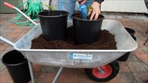 Transplanting runner beans to 30 cm / 10 inch pots.
