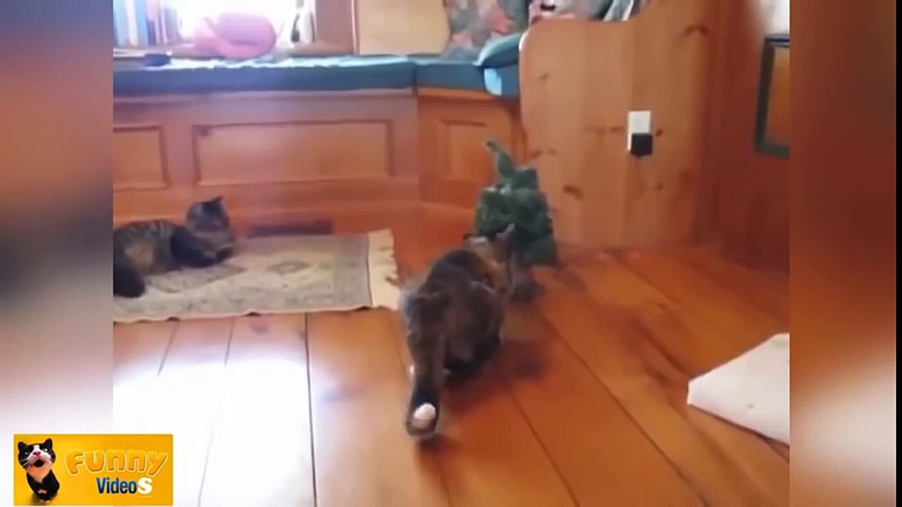 funny cats