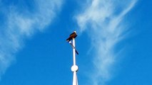 Osprey Perched on a Steeple in St. George, Utah | Sept. 26, 2015