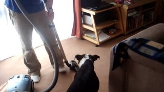 Staffy helps with the Housework