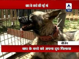 Wolfdog gives motherly treatment to tigress cub in China