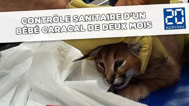 Contrôle sanitaire d'un bébé caracal de deux mois