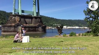 Juvenile Bald Eagle Released Back Into the Wild at Cathedral Park in Portland