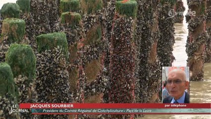 Mytiliculture : Une réunion pour sortir de la crise (Vendée)