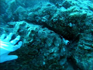 Corail Noir - Coral Negro