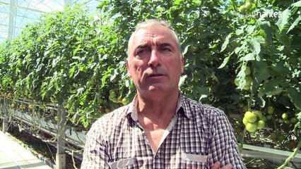 Des tomates nantaises dans les burgers