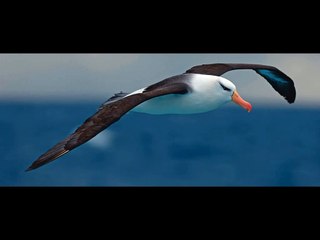 Albatros - Prastam ti (club mix)