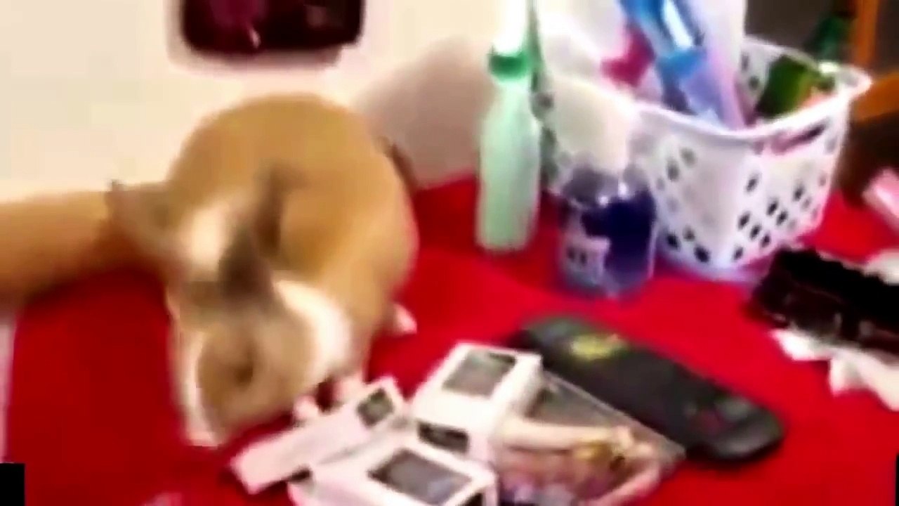 Śmieszne filmy 18  !! Nowa Kompilacja !! #6