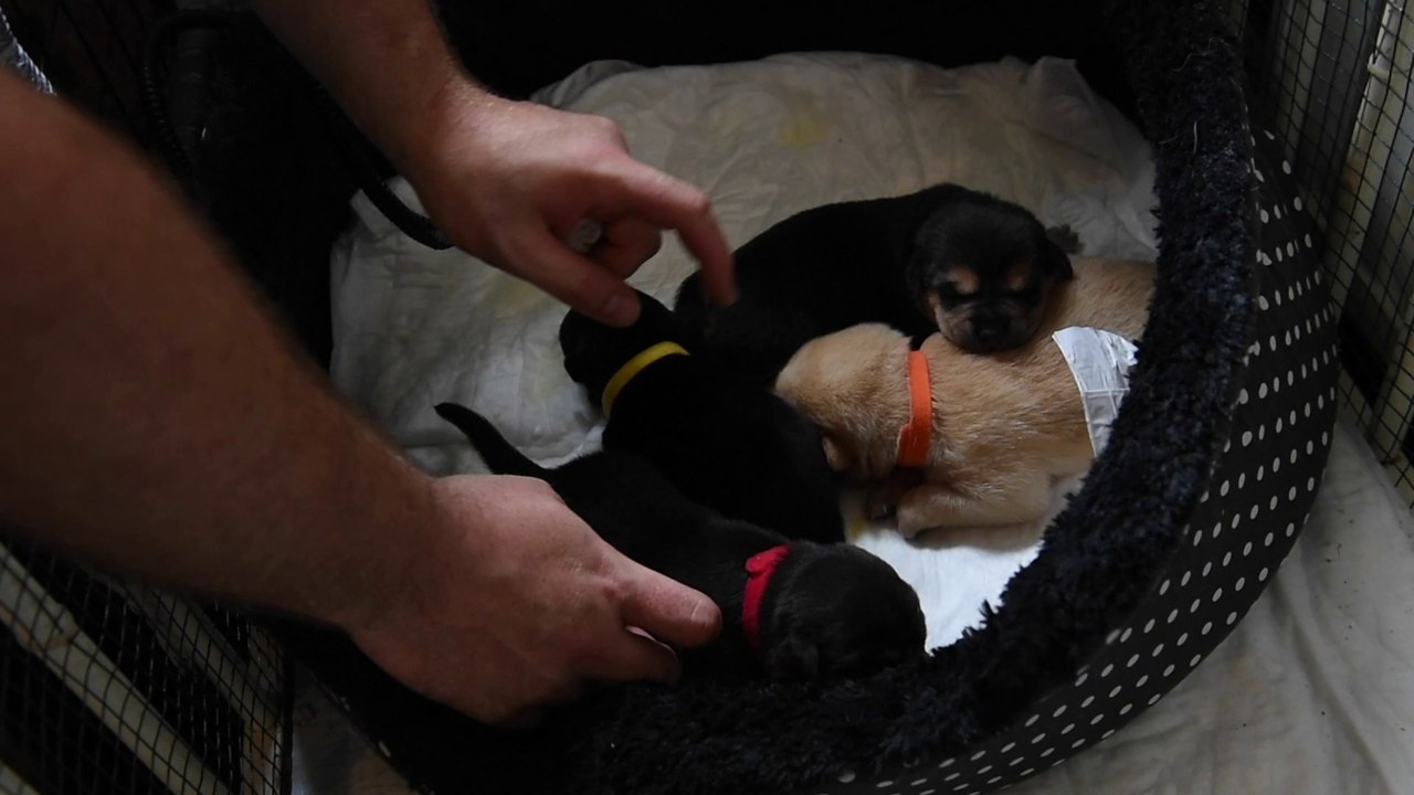 Sprimont : 4 chiots abandonnés dans un sac poubelle