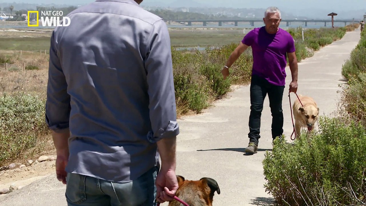 César rencontre Dingo