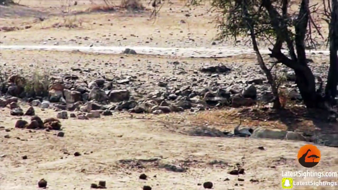 Une lionne attaque des impalas mais son plan tombe à l’eau (Afrique du Sud)