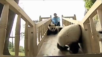 Panda Playing [ Cutest Ever ]