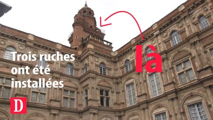 Des abeilles dans la plus haute tour de Toulouse