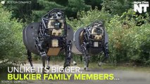 'SpotMini' From Boston Dynamics Is The Pet That Cleans Your House