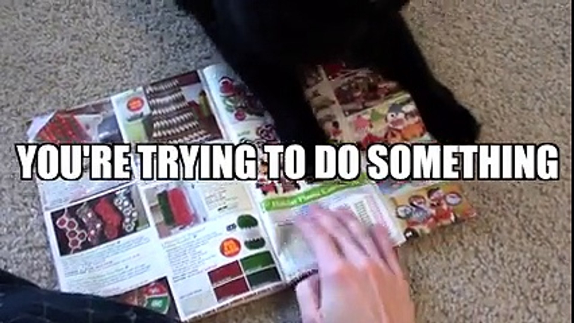 Funny Cat | Cat Logic