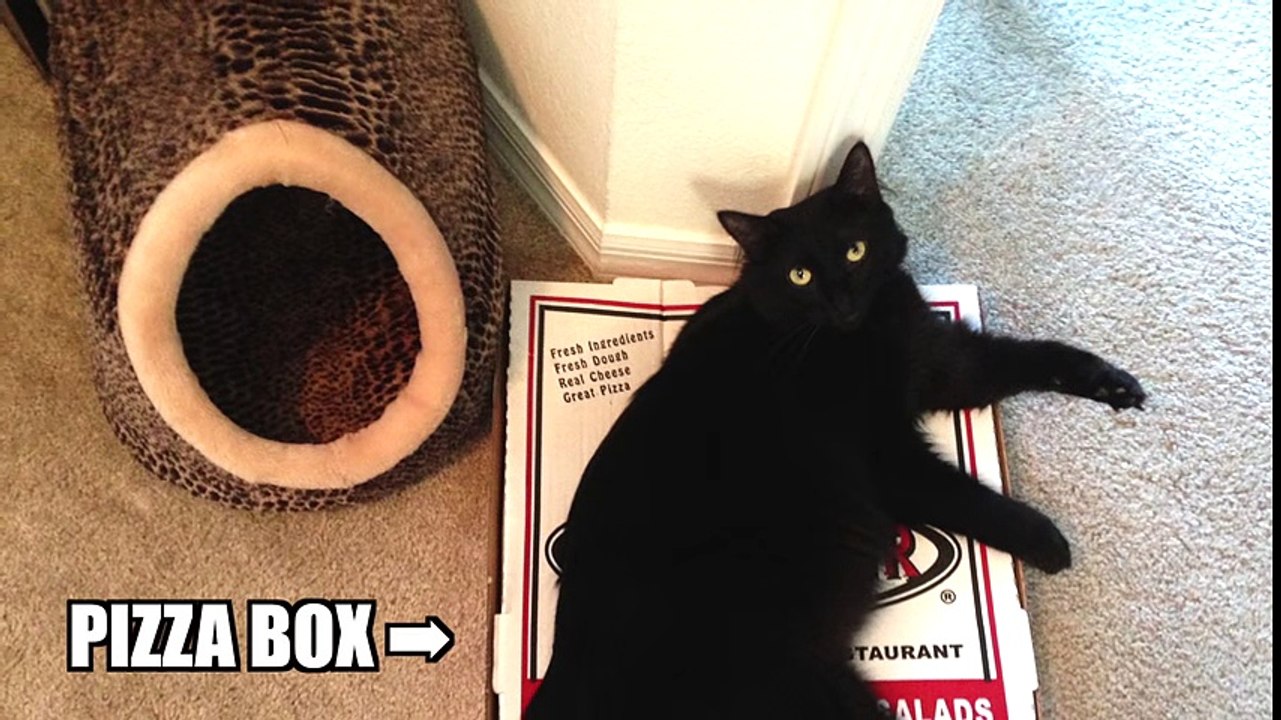 CAT LOGIC - Funny Cat Video