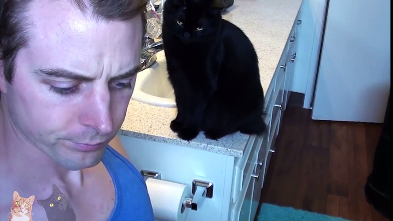 Ultimate Cat Shaming! Funny Cat Video