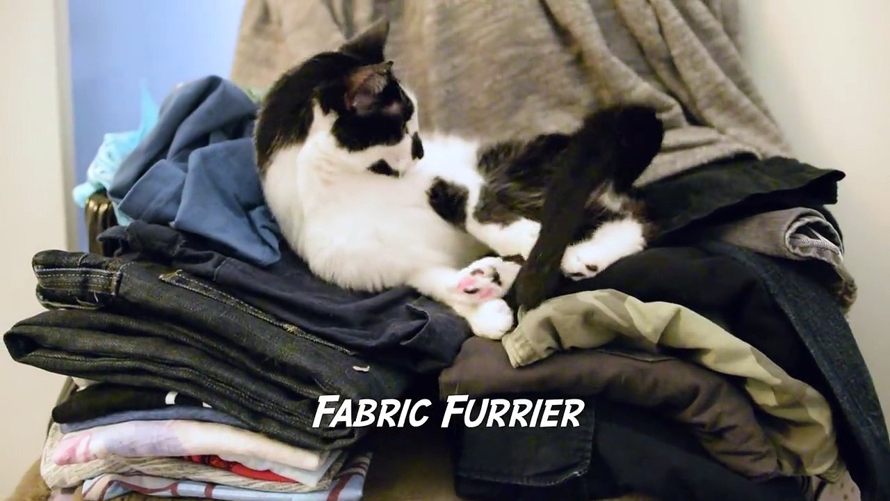 Cat Jobs | Funny Cat Video