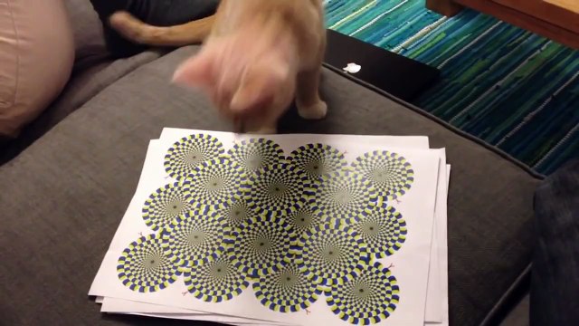 Кошачьи иллюзии. Смешные приколы кошки