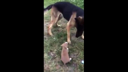 Играй со мной. Смешные приколы собаки