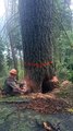Cutting a Tree With a Chainsaw Goes Very Wrong