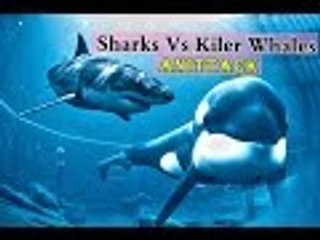 sharks vs killer whales Brief Review HD