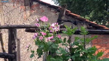 Yaz Yağmuru - 24 Haziran 2016