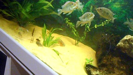 geo red head subadulte heure de manger