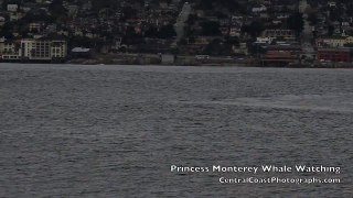 Killer Whale Monterey 11- 20- 14
