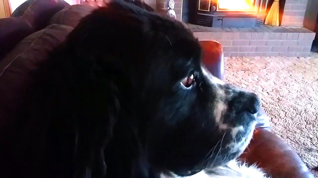 Newfoundland Dog Is Not Impressed