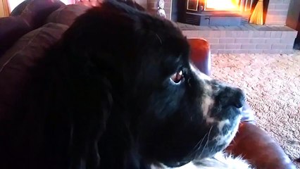 Newfoundland Dog Is Not Impressed
