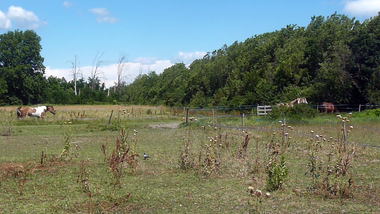 Semental Curly En venta 2014 Pío por JACK DANIELS