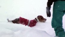 Stella chasing laser dot in snow 1/27/15