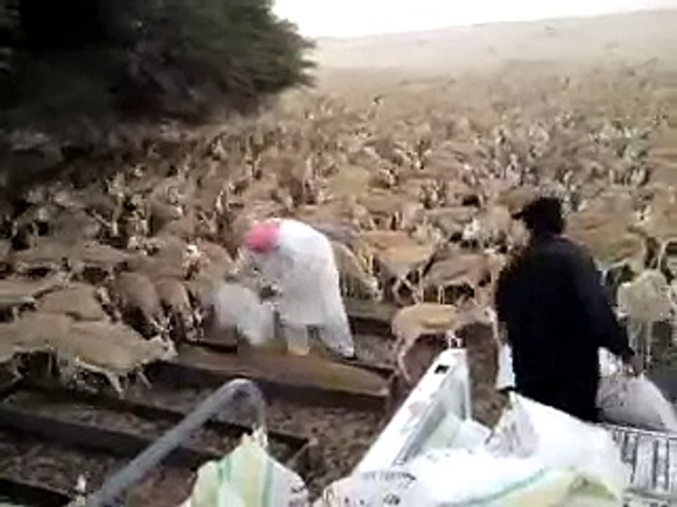 Deer farm in pakistan