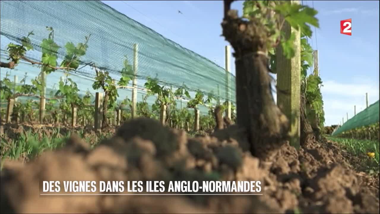 Sciences - Des vignes dans les îles anglo-normandes - 20160625