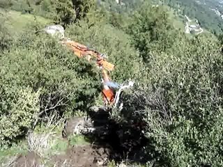 pelle araignée au millieu des arbustes