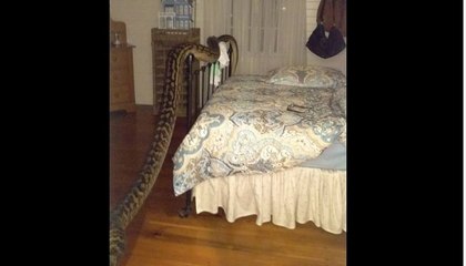 Affreux ! Elle découvre un serpent énorme dans sa chambre !