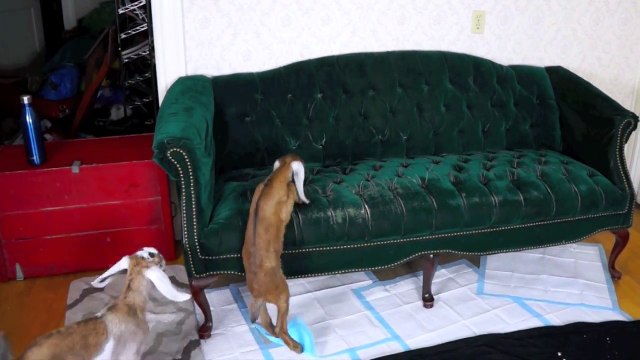 Des bébés chèvres apprennent à monter sur le canapé... WTF