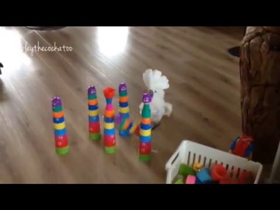 Cockatoo Impersonates King Kong, Destroys Towers of Plastic Cups