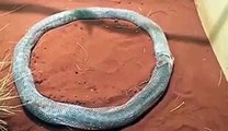 Serpente rimane incastrato per tre ore all'interno della sua pelle